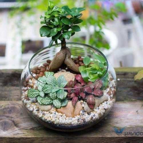 تراریوم بونسای